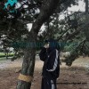 Balenciaga - Adidas 23FW Cloverleaf Co-branded Hooded Coat